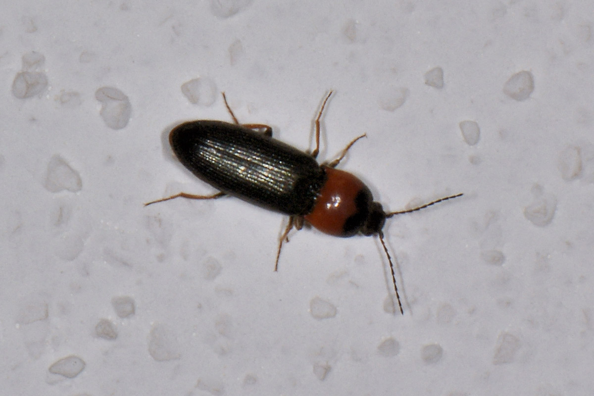 Cardiophorus italicus, Elateridae